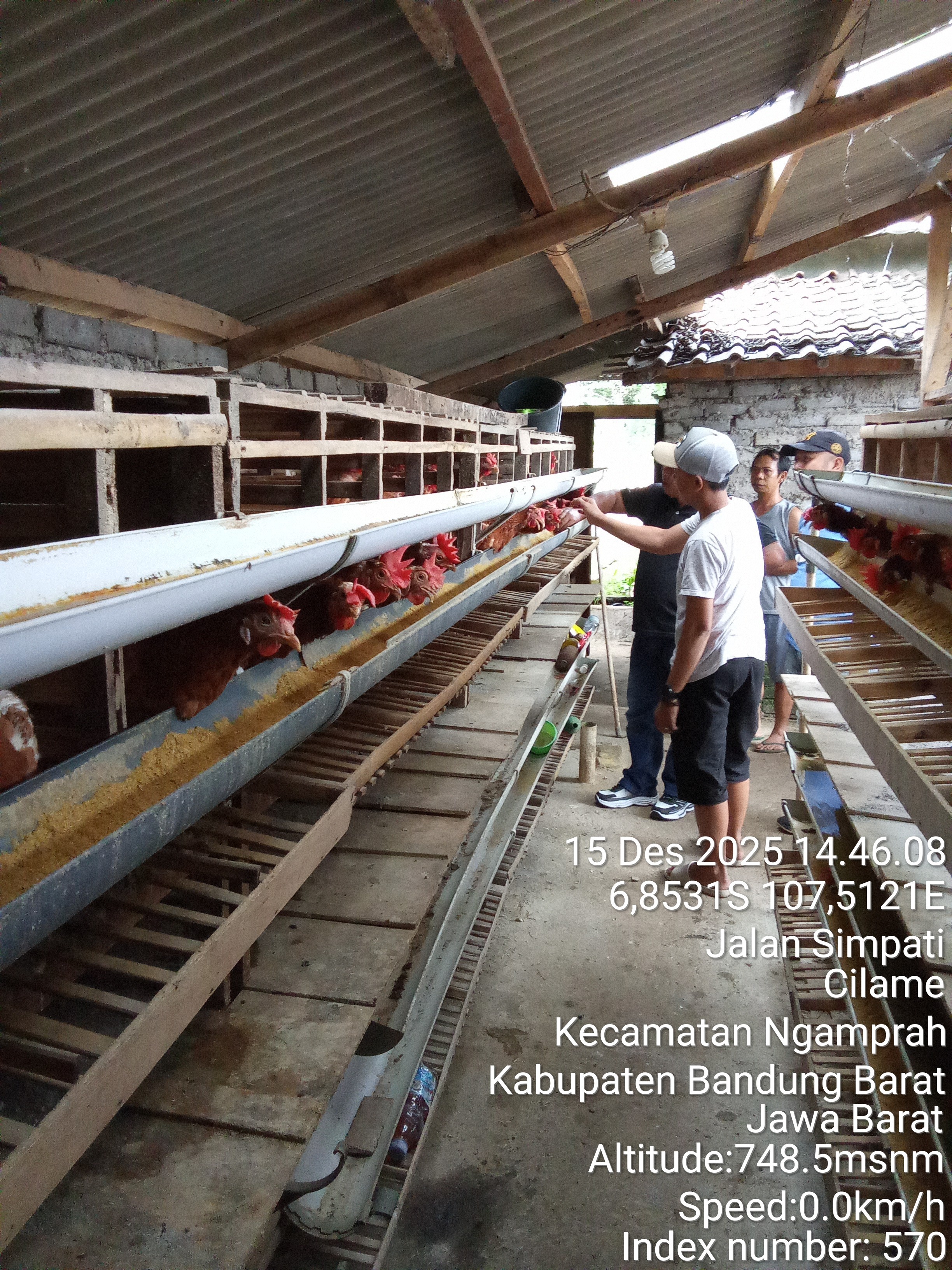 Kelompok ayam petelur Simpati Bersatu 2