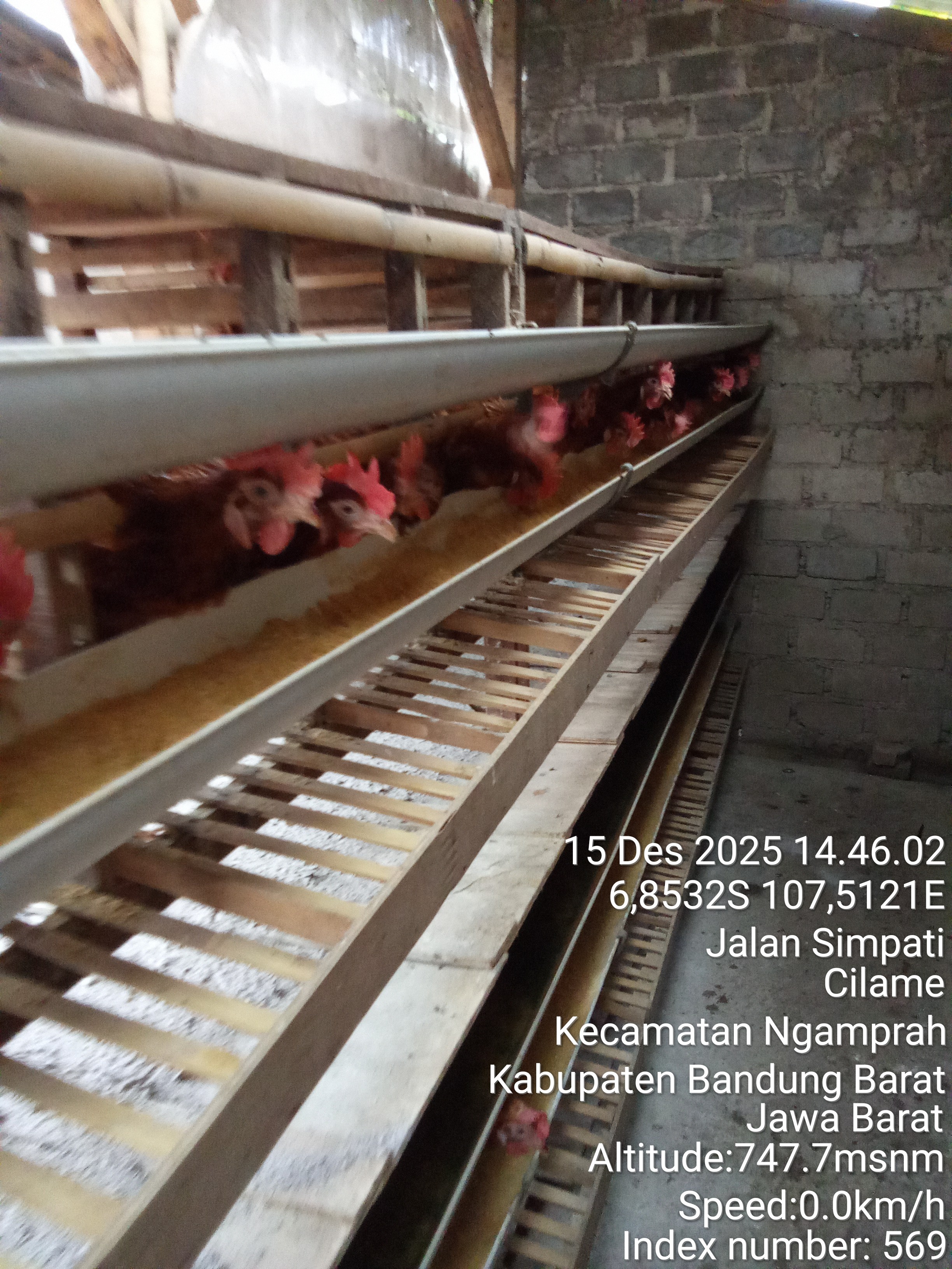 Kelompok ayam petelur Simpati Bersatu 3
