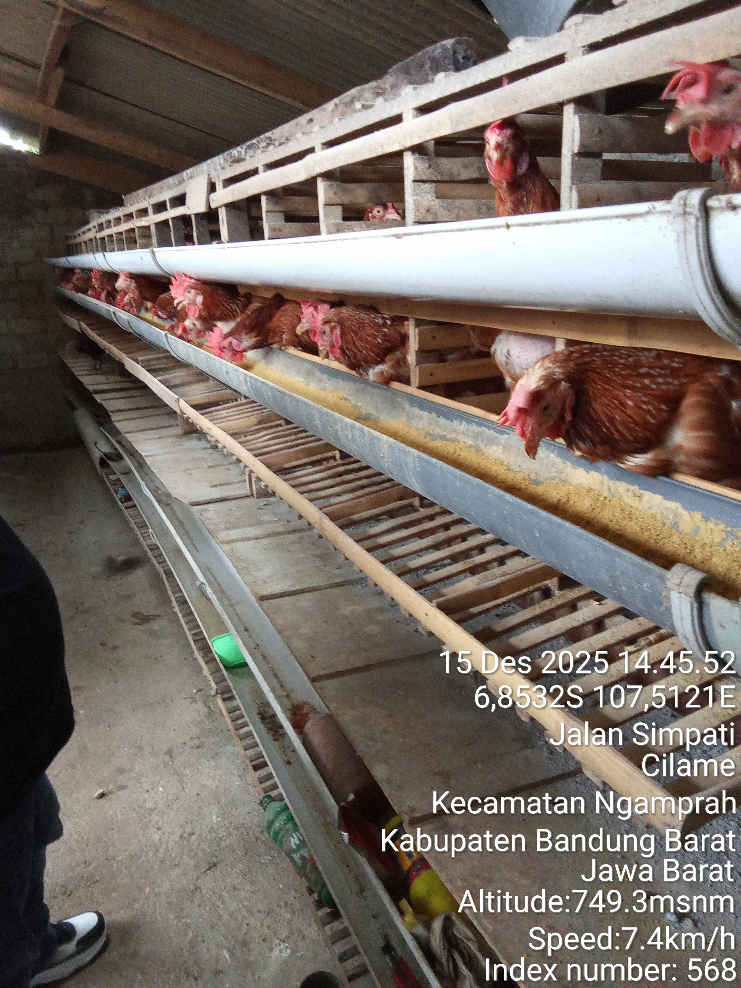 Kelompok ayam petelur Simpati Bersatu 4